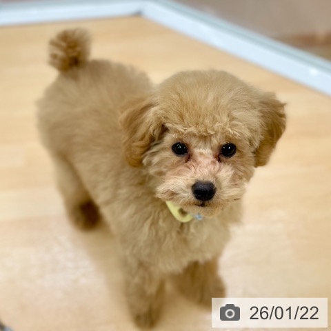 トイ・プードルの写真