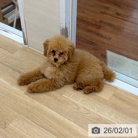 トイ・プードルの写真