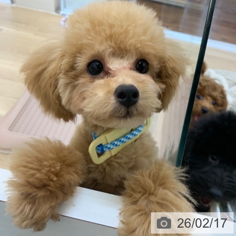 京都府のトイプードル(トイ) (ペットプラス 久御山店/2025年9月19日生まれ/男の子/アプリコット)の子犬の4枚目の画像