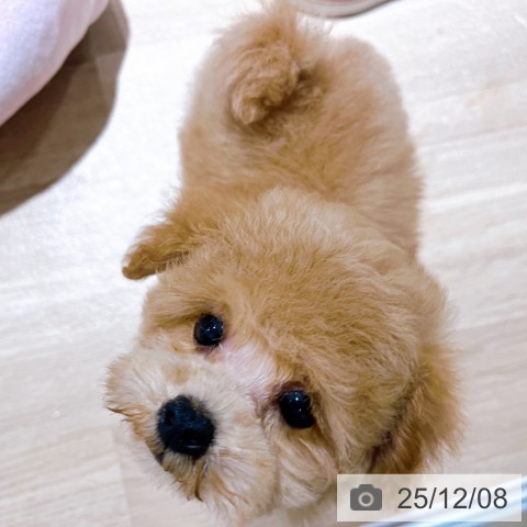 大阪府のトイプードル(トイ) (ペットプラス イオン大日店/2025年9月19日生まれ/男の子/アプリコット)の子犬の4枚目の画像