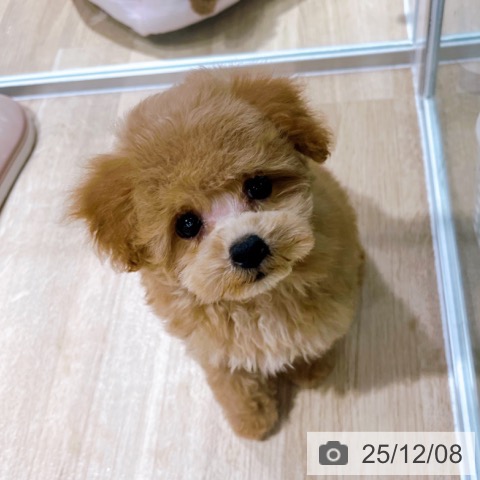 大阪府のトイプードル(トイ) (ペットプラス イオン大日店/2025年9月19日生まれ/男の子/アプリコット)の子犬の3枚目の画像