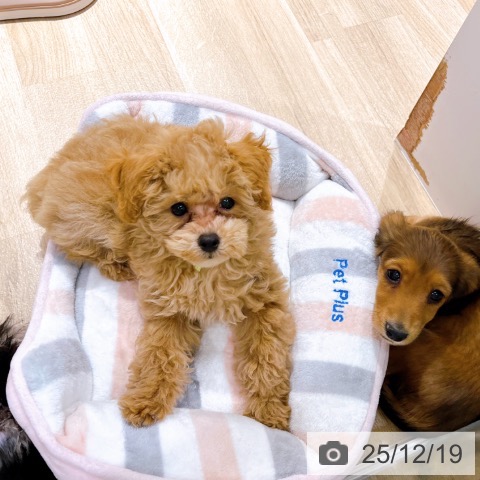 大阪府のトイプードル(トイ) (ペットプラス イオン大日店/2025年9月19日生まれ/男の子/アプリコット)の子犬の4枚目の画像