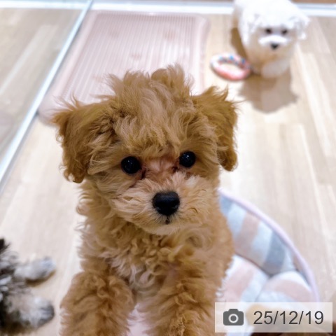 大阪府のトイプードル(トイ) (ペットプラス イオン大日店/2025年9月19日生まれ/男の子/アプリコット)の子犬の3枚目の画像
