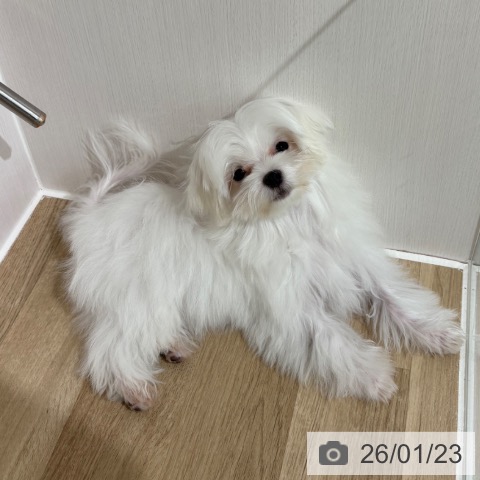 東京都のマルチーズ (ペッツワン 青梅インター店/2025年9月25日生まれ/男の子/ホワイト)の子犬の4枚目の画像