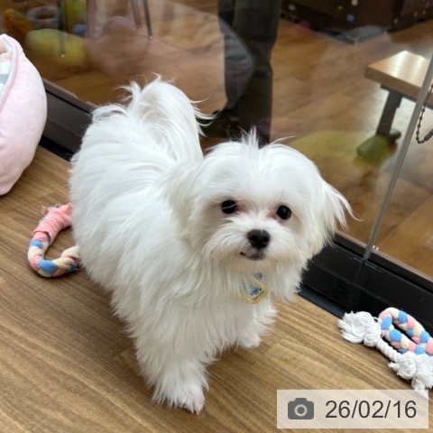 マルチーズの写真