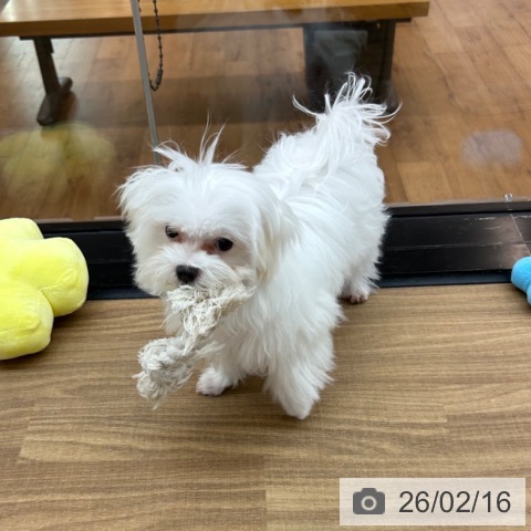 東京都のマルチーズ (ペッツワン 青梅インター店/2025年9月25日生まれ/男の子/ホワイト)の子犬の4枚目の画像