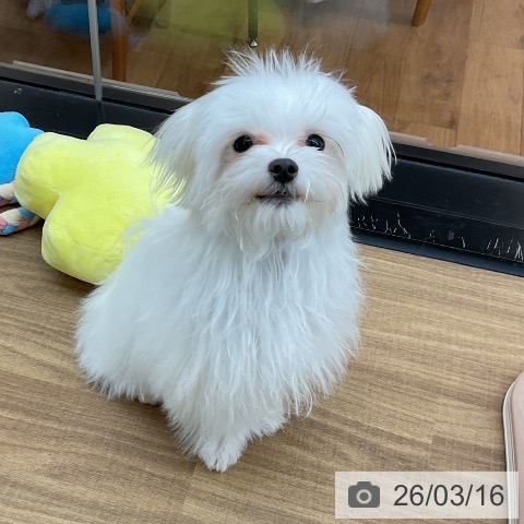マルチーズの写真