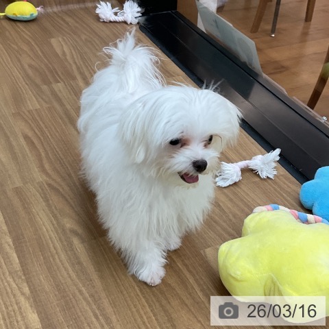 マルチーズの写真