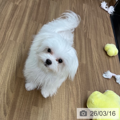 マルチーズの写真