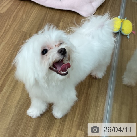 東京都のマルチーズ (ペッツワン 青梅インター店/2025年9月25日生まれ/男の子/ホワイト)の子犬の4枚目の画像