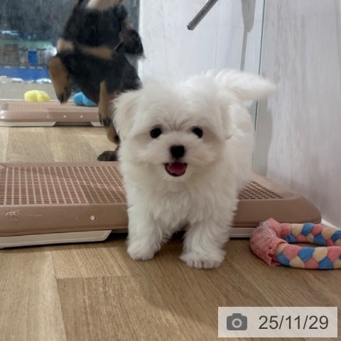 埼玉県のマルチーズ (ペットプラス 所沢店/2025年9月25日生まれ/男の子/ホワイト)の子犬の3枚目の画像