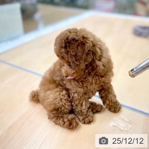 トイ・プードルの写真