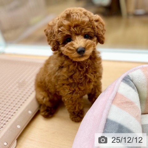 トイ・プードルの写真