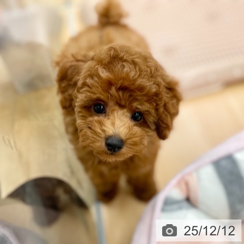 トイ・プードルの写真