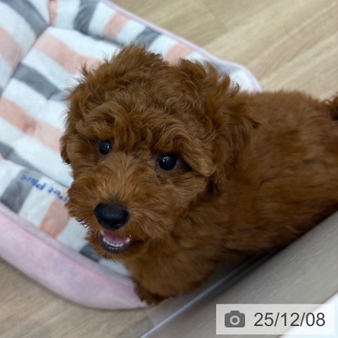 京都府のトイプードル(トイ) (ペットプラス 久御山店/2025年9月24日生まれ/男の子/レッド)の子犬の4枚目の画像