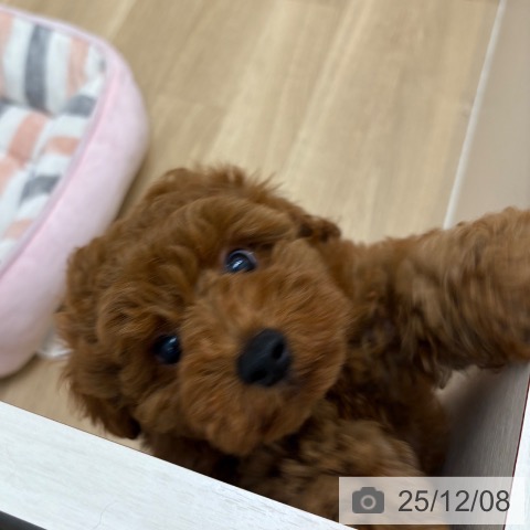 京都府のトイプードル(トイ) (ペットプラス 久御山店/2025年9月24日生まれ/男の子/レッド)の子犬の3枚目の画像