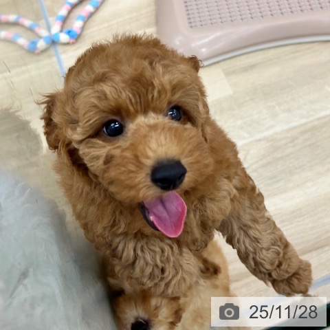 トイ・プードルの写真