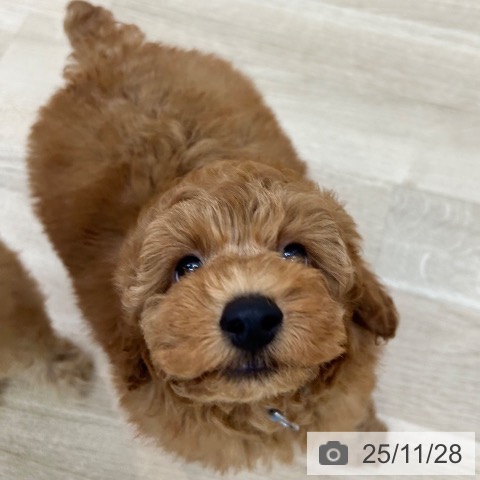 トイ・プードルの写真