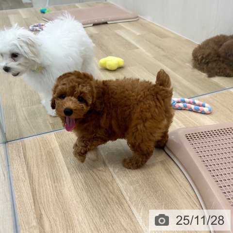 トイ・プードルの写真