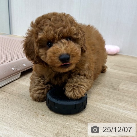 大阪府のトイプードル(トイ) (ペットプラス 松原店/2025年9月24日生まれ/男の子/レッド)の子犬の3枚目の画像