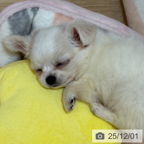 京都府のチワワ(ロング) (ペットプラス イオンモールKYOTO店/2025年9月25日生まれ/男の子/ホワイトクリーム)の子犬の4枚目の画像