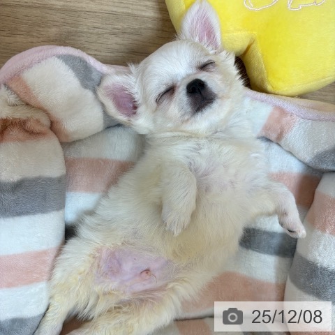 京都府のチワワ(ロング) (ペットプラス イオンモールKYOTO店/2025年9月25日生まれ/男の子/ホワイトクリーム)の子犬の4枚目の画像