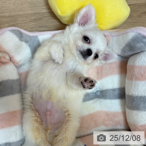 京都府のチワワ(ロング) (ペットプラス イオンモールKYOTO店/2025年9月25日生まれ/男の子/ホワイトクリーム)の子犬の3枚目の画像