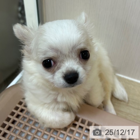 京都府のチワワ(ロング) (ペットプラス イオンモールKYOTO店/2025年9月25日生まれ/男の子/ホワイトクリーム)の子犬の4枚目の画像