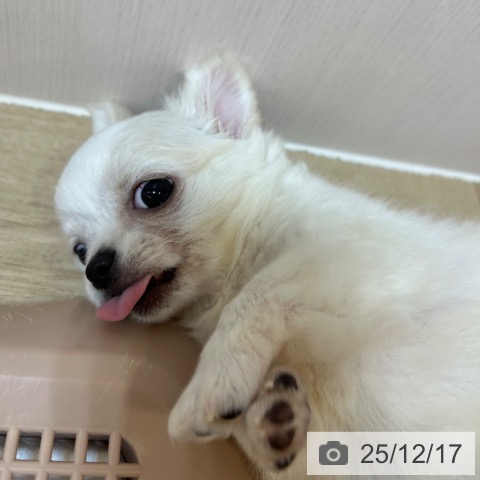 京都府のチワワ(ロング) (ペットプラス イオンモールKYOTO店/2025年9月25日生まれ/男の子/ホワイトクリーム)の子犬の3枚目の画像