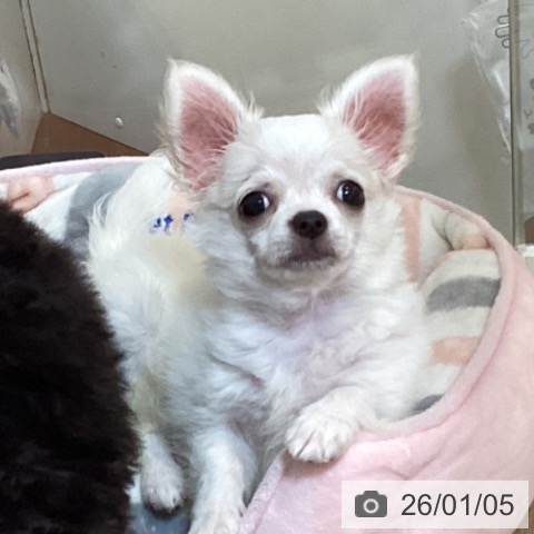 京都府のチワワ(ロング) (ペットプラス イオンモールKYOTO店/2025年9月25日生まれ/男の子/ホワイトクリーム)の子犬の4枚目の画像