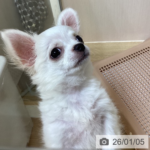 京都府のチワワ(ロング) (ペットプラス イオンモールKYOTO店/2025年9月25日生まれ/男の子/ホワイトクリーム)の子犬の3枚目の画像