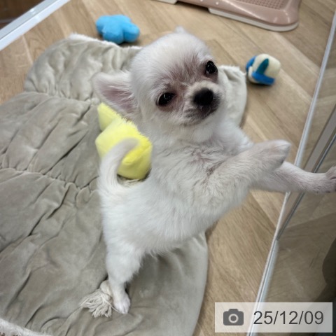 大阪府のチワワ(ロング) (ペットプラス りんくう泉南店/2025年9月25日生まれ/男の子/クリームホワイト)の子犬の3枚目の画像