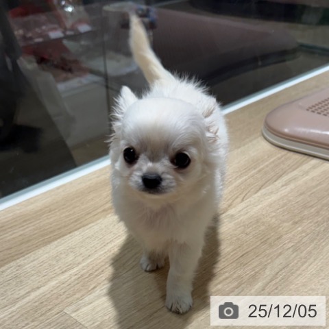 兵庫県のチワワ(ロング) (ペットプラス 神戸三宮店/2025年9月25日生まれ/男の子/クリームホワイト)の子犬の3枚目の画像