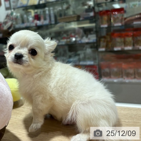 兵庫県のチワワ(ロング) (ペットプラス 神戸三宮店/2025年9月25日生まれ/男の子/クリームホワイト)の子犬の4枚目の画像