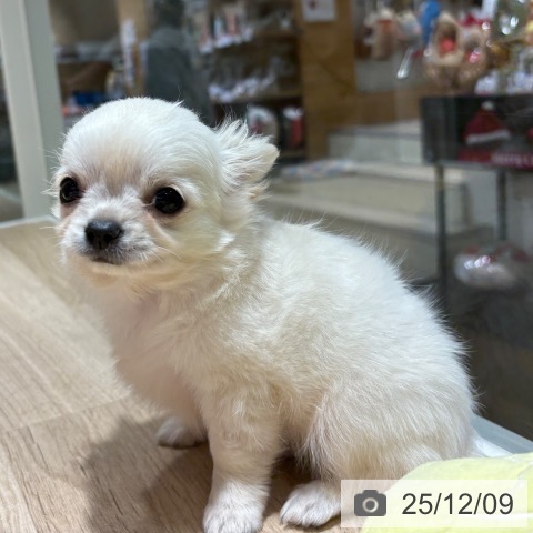 兵庫県のチワワ(ロング) (ペットプラス 神戸三宮店/2025年9月25日生まれ/男の子/クリームホワイト)の子犬の3枚目の画像