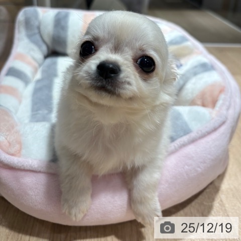 兵庫県のチワワ(ロング) (ペットプラス 神戸三宮店/2025年9月25日生まれ/男の子/クリームホワイト)の子犬の3枚目の画像