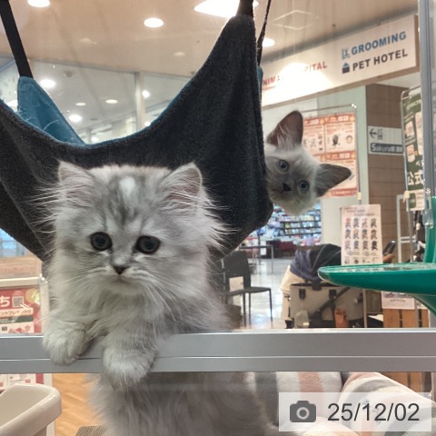 京都府のラガマフィン (ペットプラス イオンモールKYOTO店/2025年9月17日生まれ/女の子/シルバータビーホワイト)の子猫の4枚目の画像