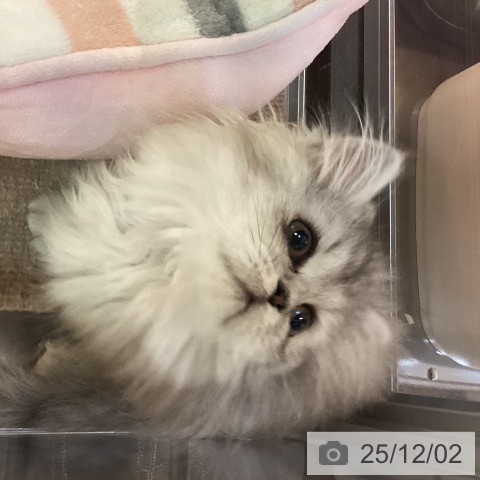 京都府のラガマフィン (ペットプラス イオンモールKYOTO店/2025年9月17日生まれ/女の子/シルバータビーホワイト)の子猫の3枚目の画像