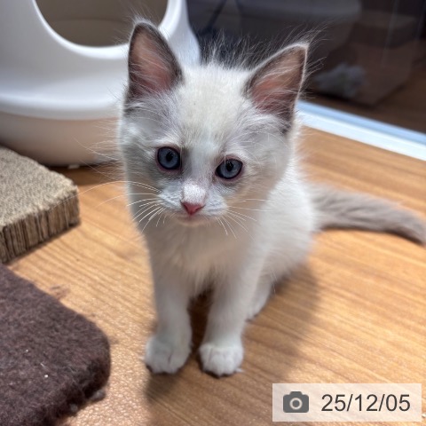 大阪府のラグドール (ペットプラス りんくう泉南店/2025年9月20日生まれ/女の子/ブルーポイントバイカラー)の子猫の4枚目の画像