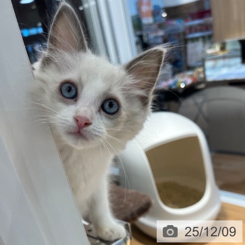 大阪府のラグドール (ペットプラス りんくう泉南店/2025年9月20日生まれ/女の子/ブルーポイントバイカラー)の子猫の3枚目の画像