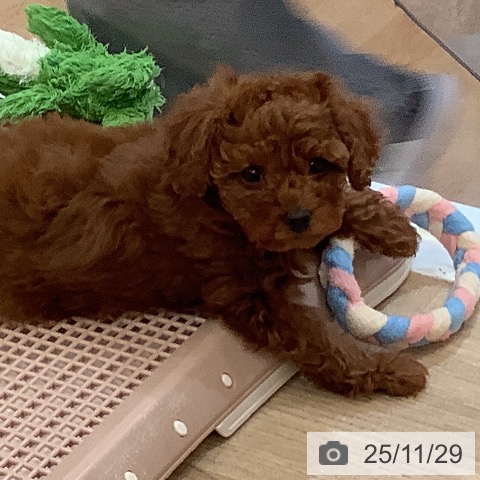 トイ・プードルの写真