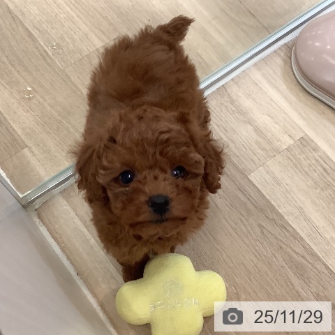 トイ・プードルの写真