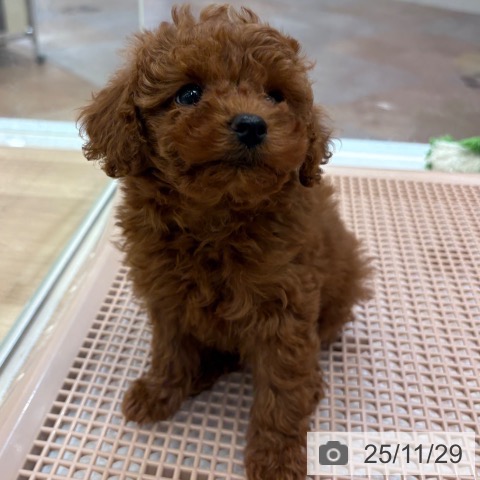 トイ・プードルの写真