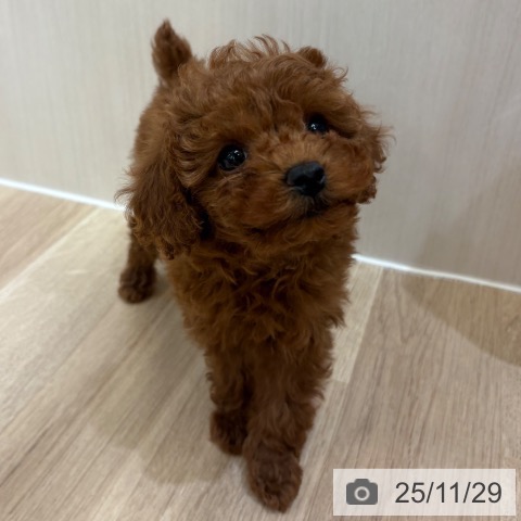 トイ・プードルの写真