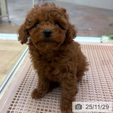 トイ・プードルの写真