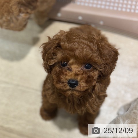 トイ・プードルの写真