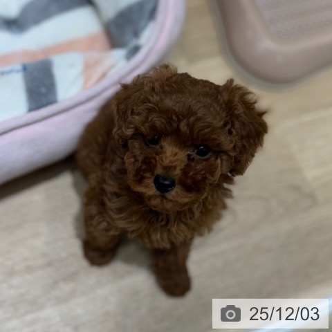 大阪府のトイプードル(トイ) (ペットプラス 四條畷店/2025年9月26日生まれ/女の子/レッド)の子犬の4枚目の画像