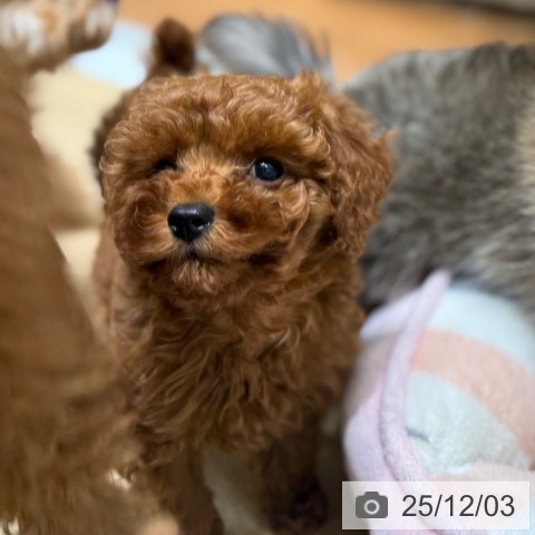 大阪府のトイプードル(トイ) (ペットプラス 四條畷店/2025年9月26日生まれ/女の子/レッド)の子犬の3枚目の画像