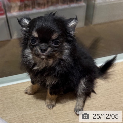 兵庫県のチワワ(ロング) (ペットプラス 神戸三宮店/2025年9月6日生まれ/男の子/ブラックタン)の子犬の4枚目の画像