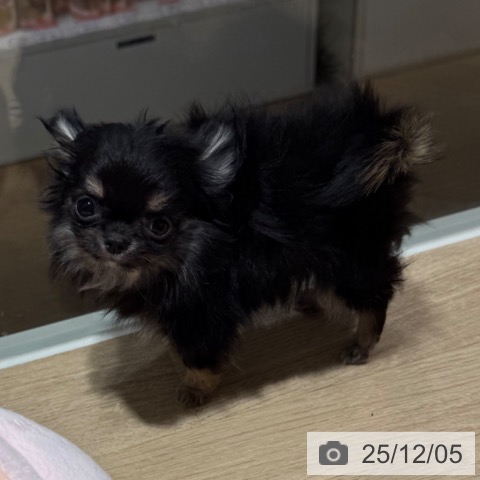 兵庫県のチワワ(ロング) (ペットプラス 神戸三宮店/2025年9月6日生まれ/男の子/ブラックタン)の子犬の3枚目の画像